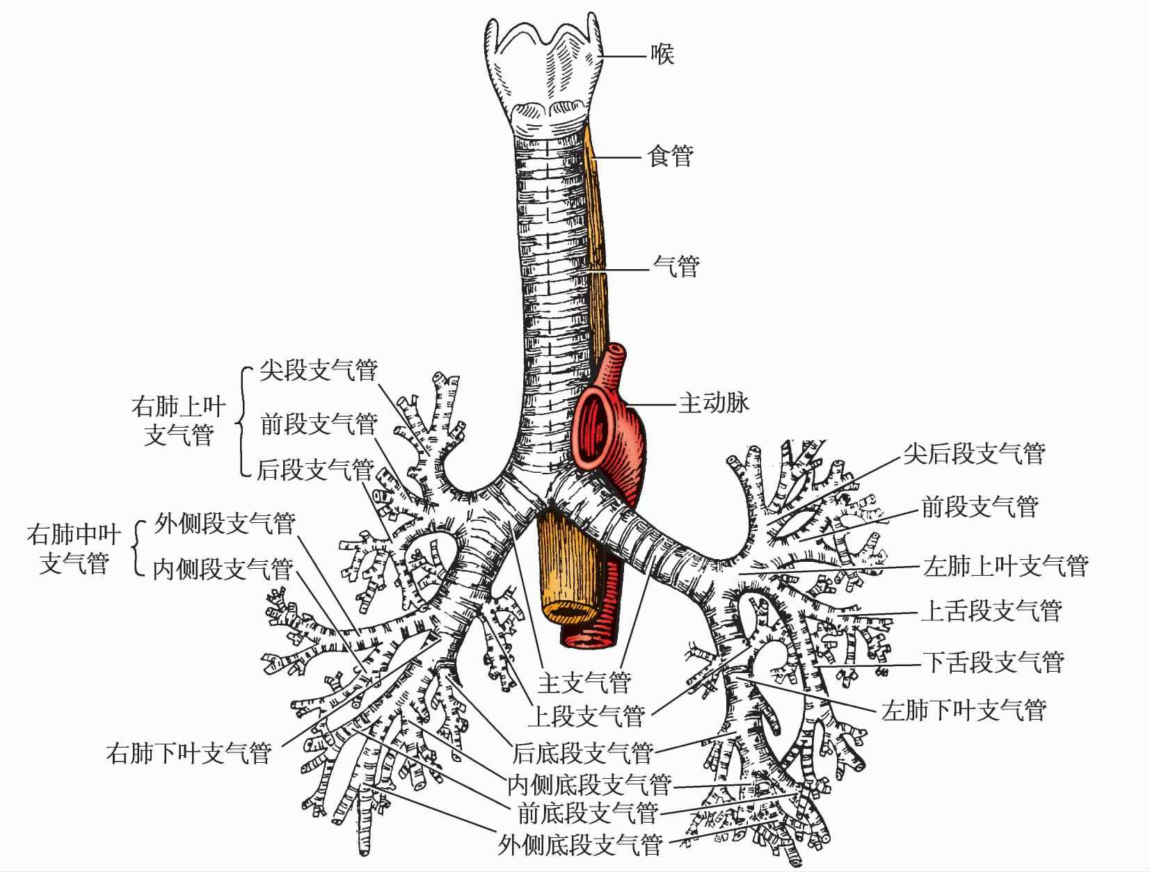 二 支气管(图1—4)-胸部X线影像学图鉴-医学