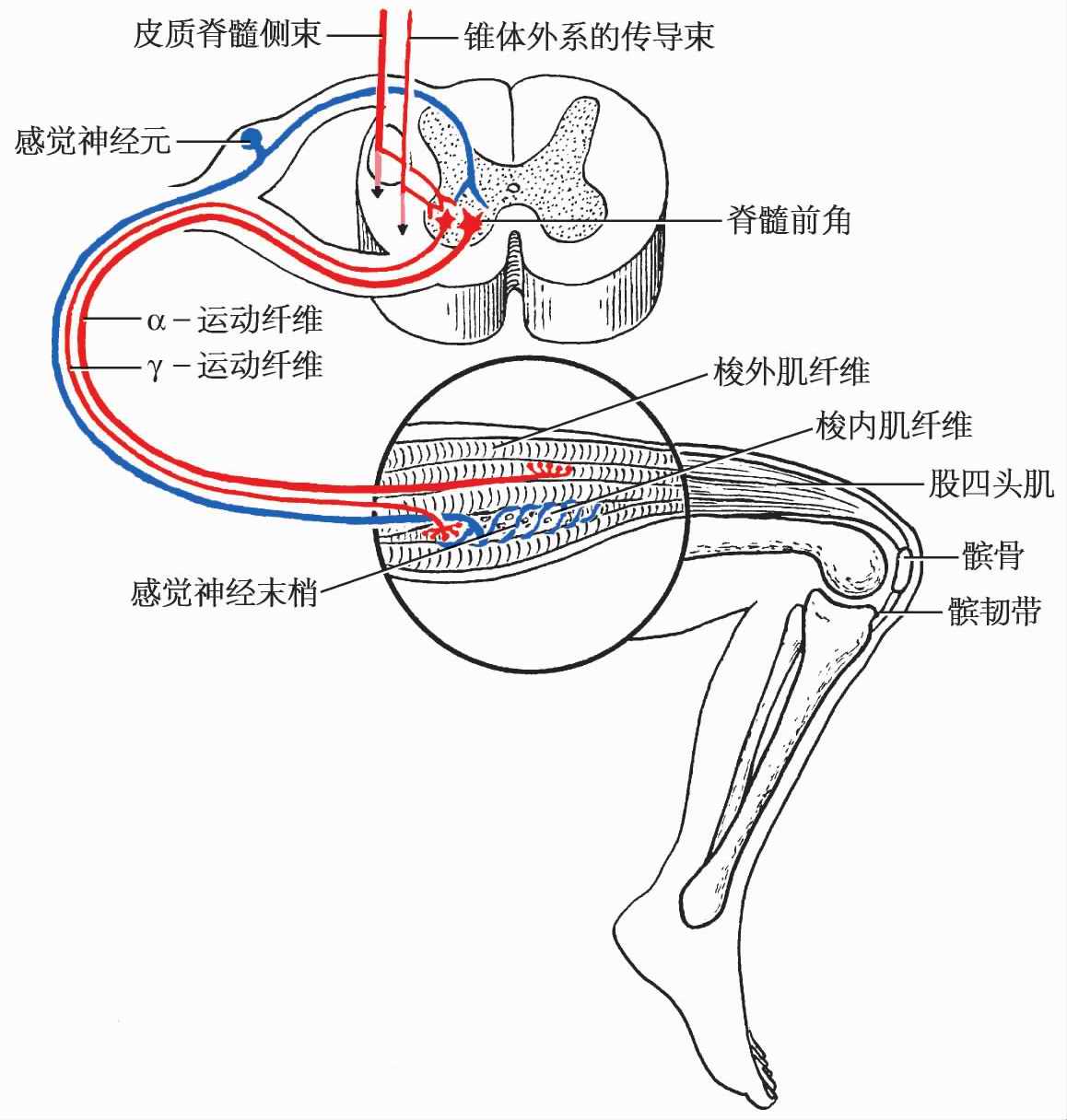 脊柱反射弧解剖图，矢量图，包含脊髓，刺激通路到感觉神经元，中继神经元，运动神经元和肌肉组织。插画图片素材_ID:351759896-Veer图库