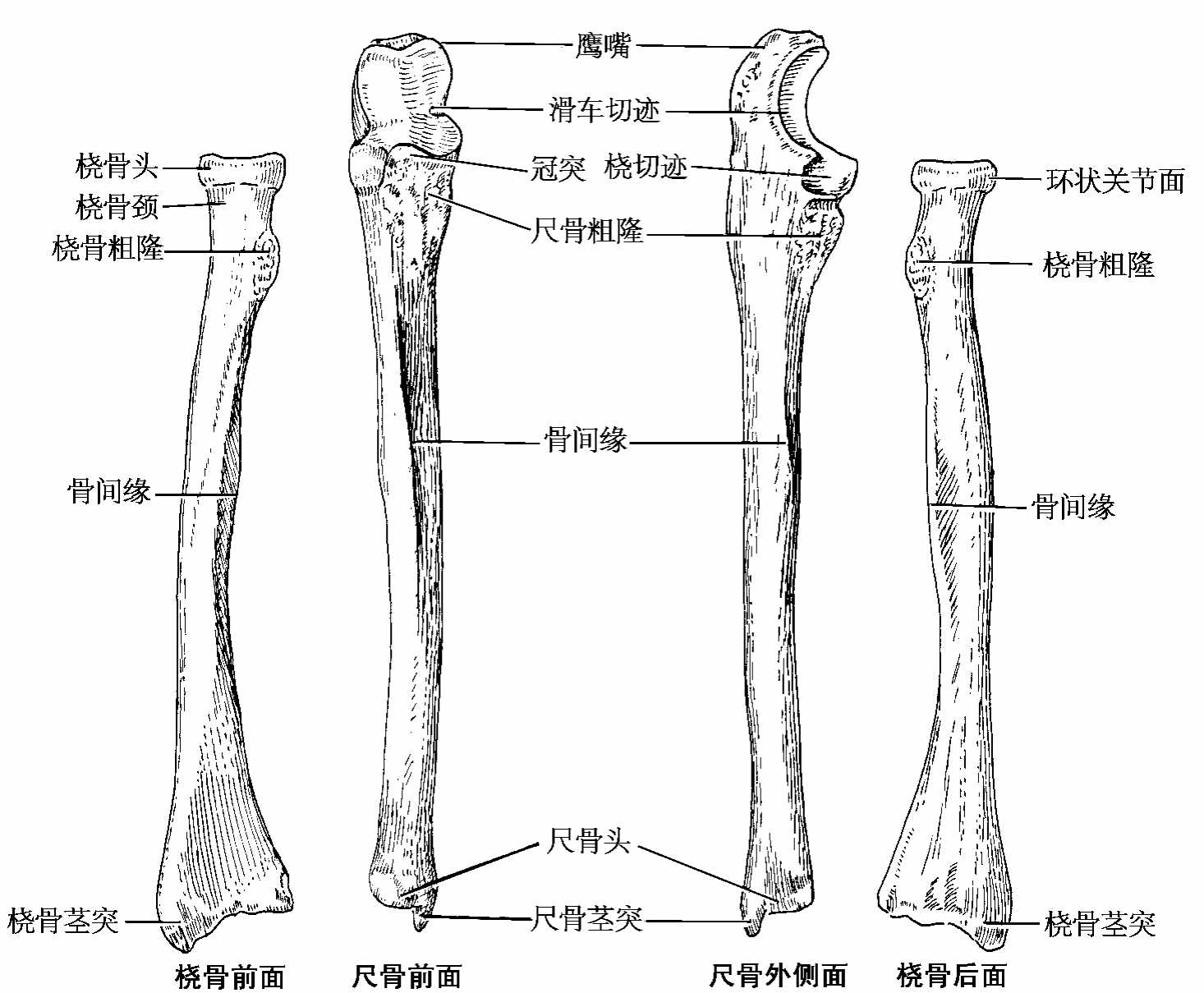 坚持学画：人体结构之骨骼部分——桡骨 - 知乎