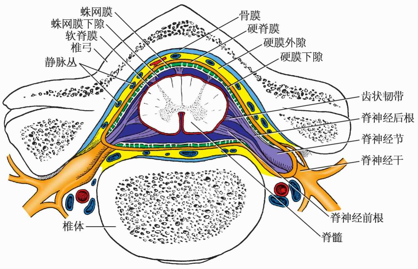 Ⅵ-28 硬脑膜后面观(示硬脑膜窦)-介入治疗解剖学-医学