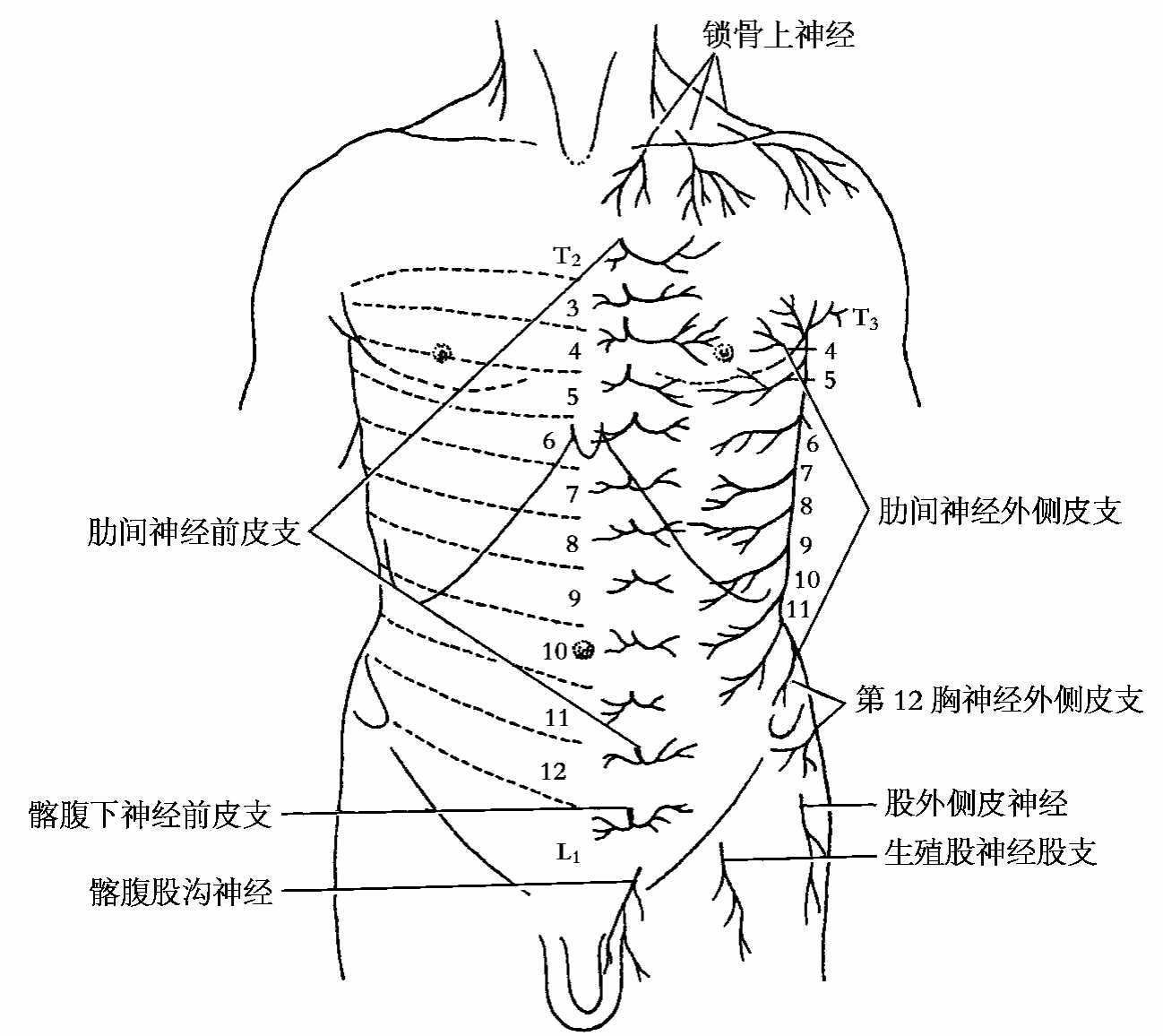 胸椎-运动解剖学-图片