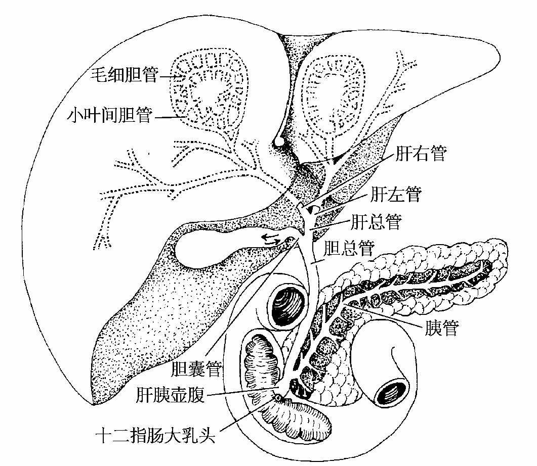 人体胆囊和胰腺解剖照片摄影图片_ID:166328644-Veer图库