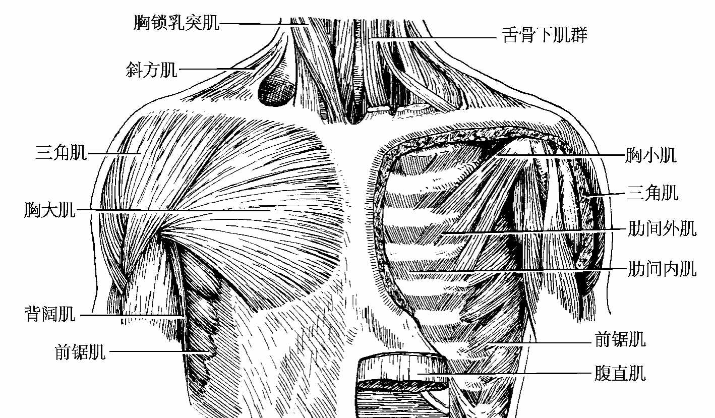 男人胸部肌肉人体结构图_蛙客网viwik.com