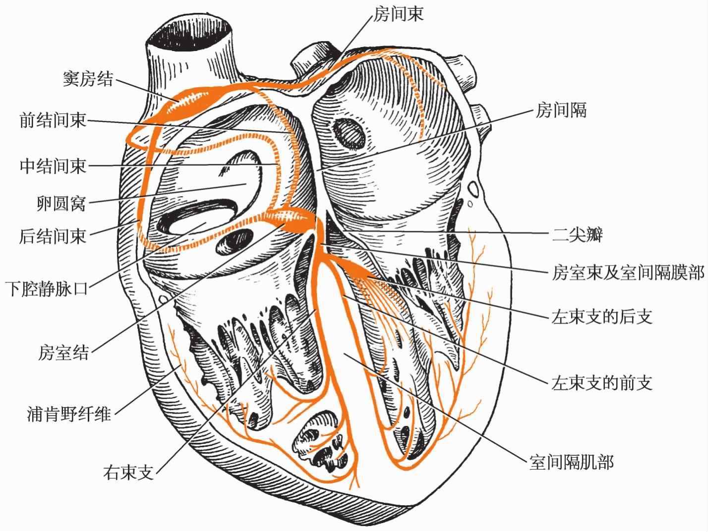 图12 心肌细胞纵切面，示闰盘，人，苏木精染色×200-心脏组织学-医学