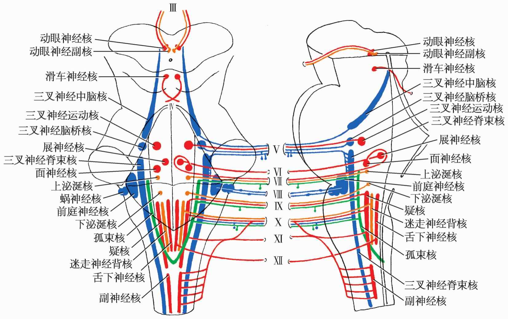 正常人体解剖学——脑和脊髓的被摸血管及脑脊液循环_word文档在线阅读与下载_免费文档