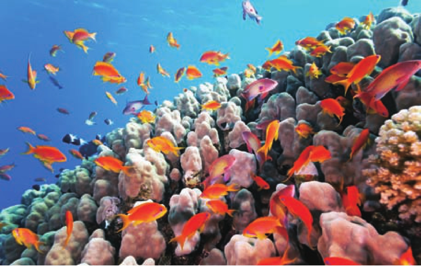 西沙群岛的珊瑚_海洋世界的潜水员
