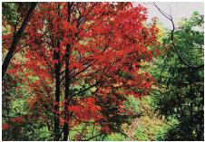 pagenumber_ebook=141,pagenumber_book=141