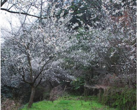 pagenumber_ebook=181,pagenumber_book=181