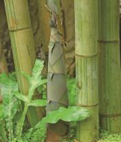 pagenumber_ebook=33,pagenumber_book=24