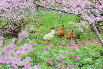 pagenumber_ebook=15,pagenumber_book=6