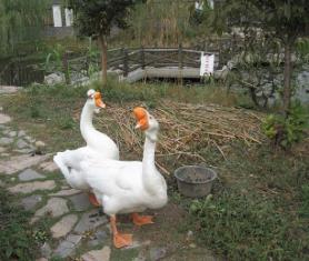 pagenumber_ebook=118,pagenumber_book=109