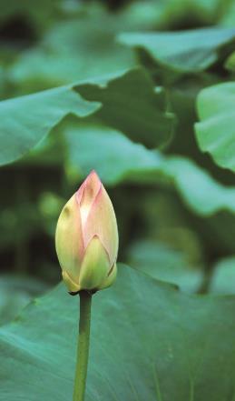 pagenumber_ebook=71,pagenumber_book=62