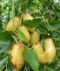 pagenumber_ebook=78,pagenumber_book=69