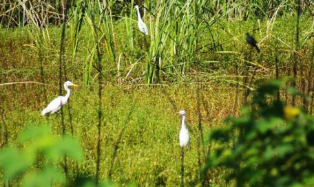 pagenumber_ebook=51,pagenumber_book=42