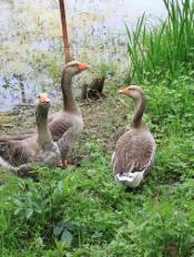 pagenumber_ebook=118,pagenumber_book=109