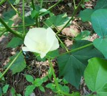 pagenumber_ebook=86,pagenumber_book=77