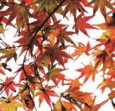 pagenumber_ebook=120,pagenumber_book=111