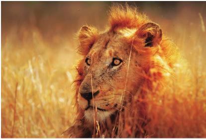 pagenumber_ebook=218,pagenumber_book=211