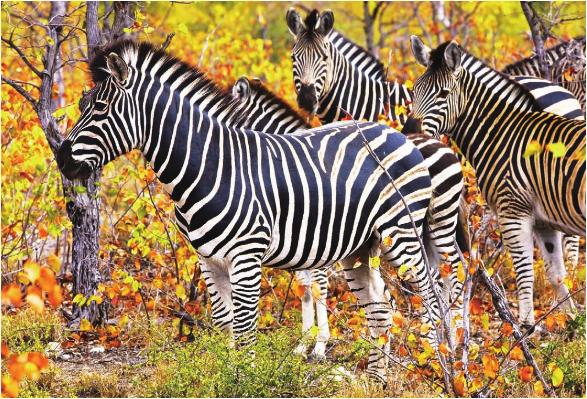 pagenumber_ebook=217,pagenumber_book=210