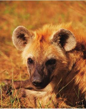 pagenumber_ebook=223,pagenumber_book=216