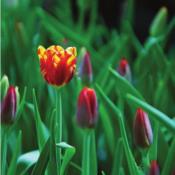 pagenumber_ebook=17,pagenumber_book=11