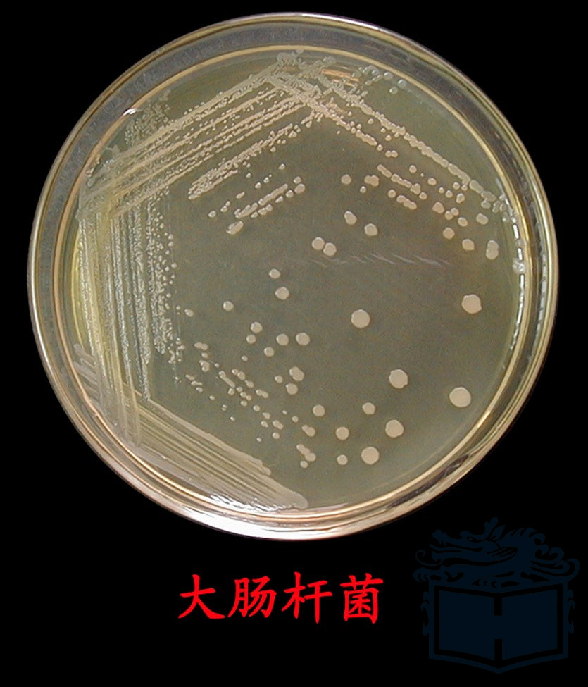 枯草芽胞杆菌1-2 d牛肉膏蛋白胨琼脂斜面培养物