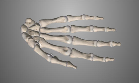 指骨2.png