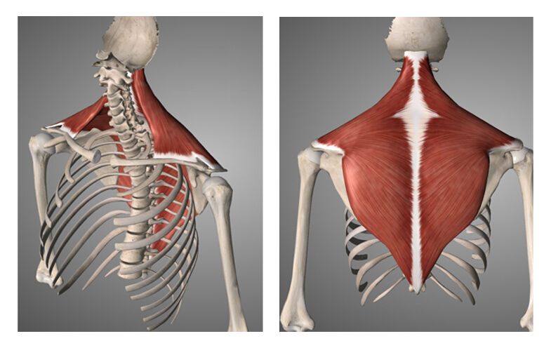 纤维分上,中,下三部分,分别止于锁骨外侧1/3,肩胛冈和肩峰.