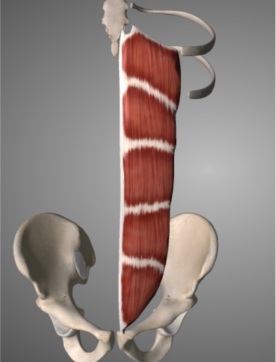 腹直肌1.png