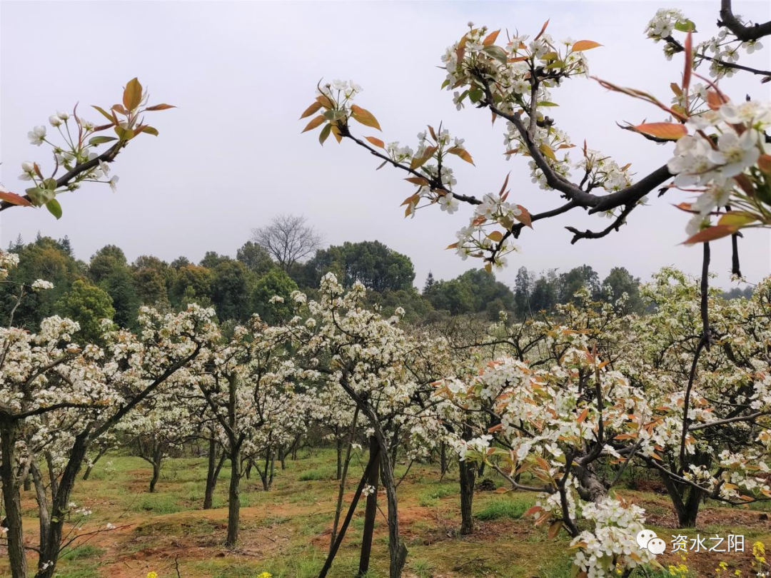 1 1.png?v=1765880507799