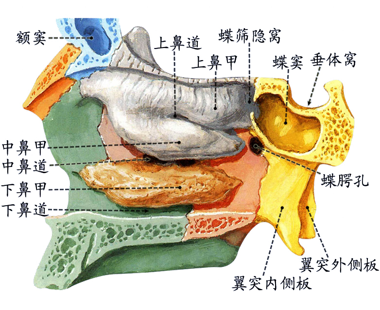 鼻腔侧壁.jpg