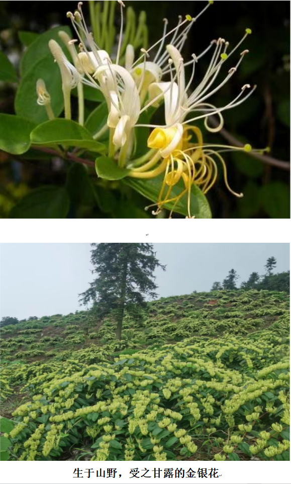 1732192887113 1732192887113.png