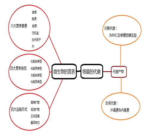 营养类型,营养物质的吸收方式;培养基;细菌的分解代谢及合成代谢产物