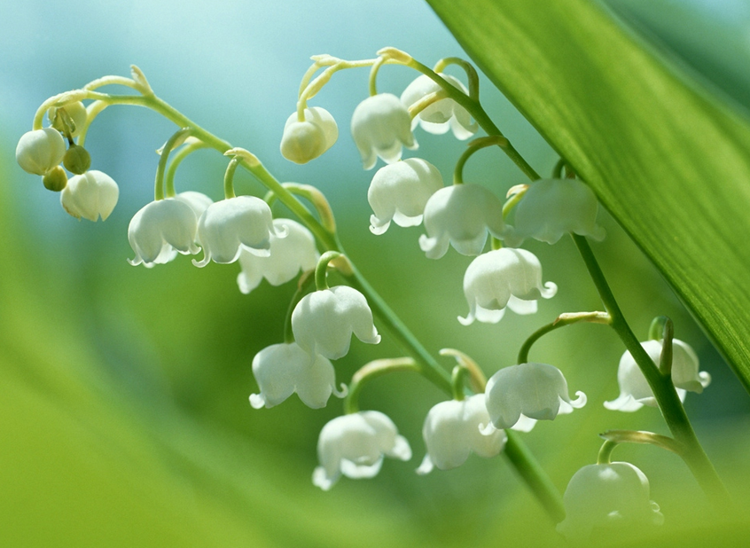 铃兰是一种名贵的香料植物,它的花可以提取高级芳香精油.