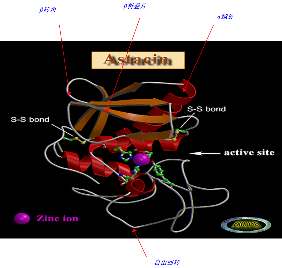 蛋白质的四级结构