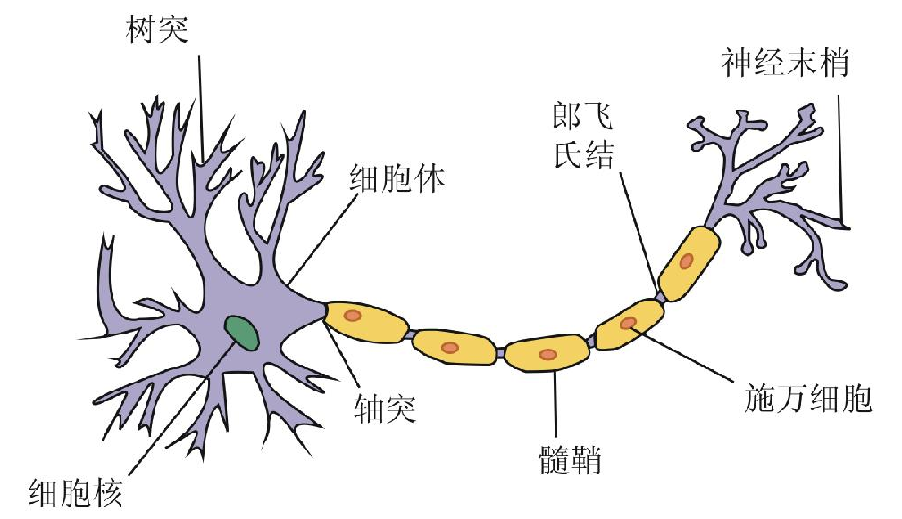 神经元,又称神经细胞,是构成神经系统结构和功能的基本单位.