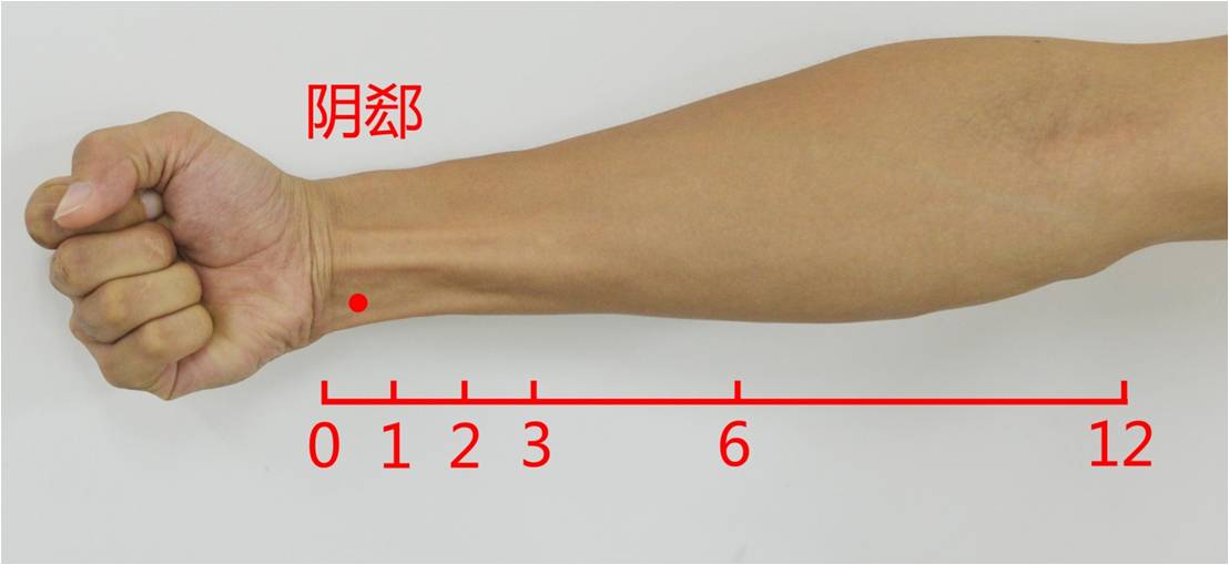5寸,尺侧腕屈肌腱桡侧缘. 腕横纹上1寸,尺侧腕屈肌腱桡侧缘.