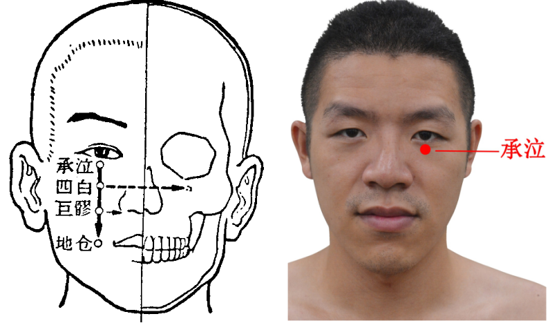 足阳明胃经腧穴定位有图有真相