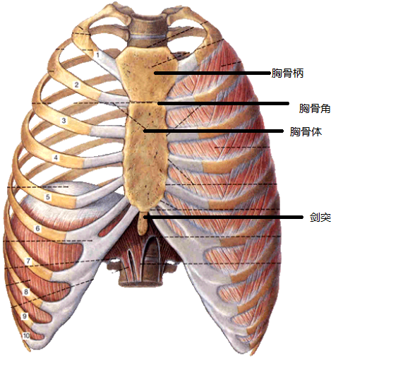 胸骨锁骨上窝中央,前正中线旁开4寸.