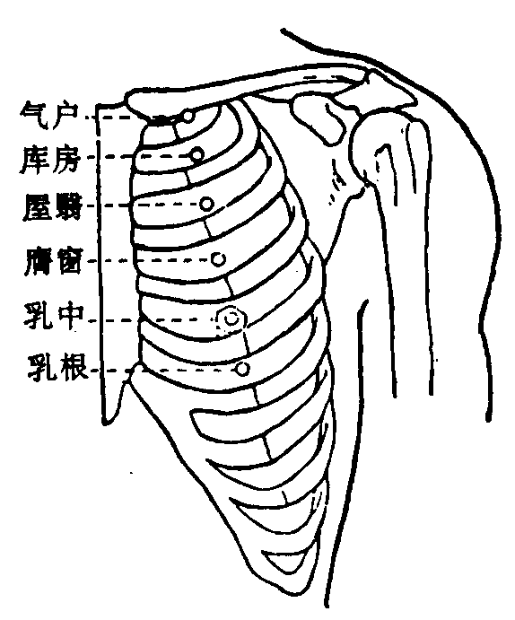 胸部穴位: 前正中线旁开4寸 锁骨下缘 14,库房 第1肋间隙 15,屋翳