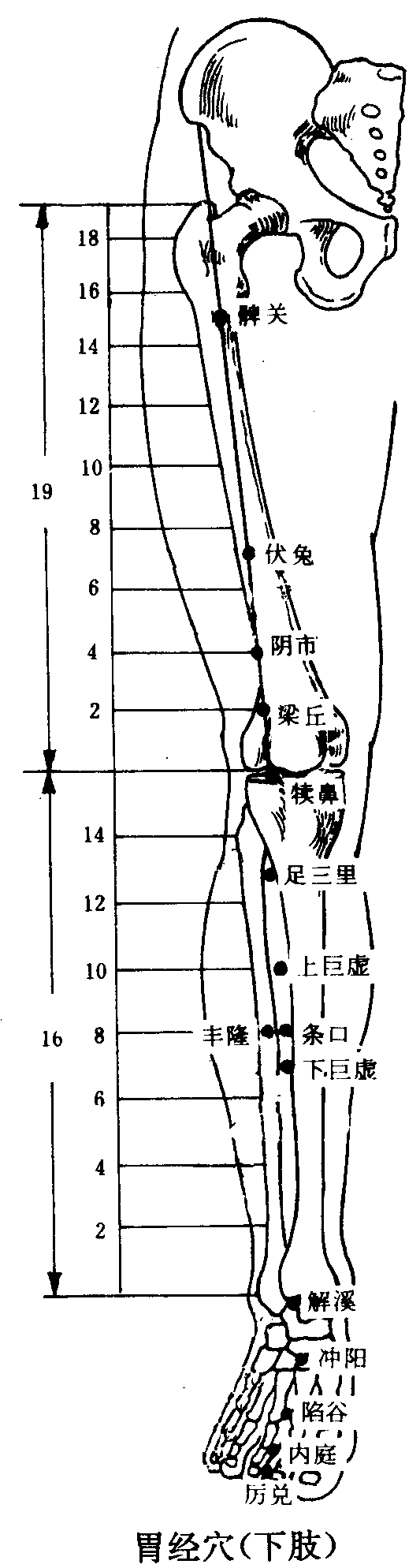 足阳明胃经-腧穴定位-有图有真相