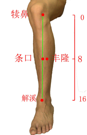 足阳明胃经-腧穴定位-有图有真相