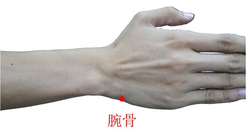 (掌横纹头赤白肉际处)    手腕尺侧,尺骨茎突与三角骨之间凹陷中.
