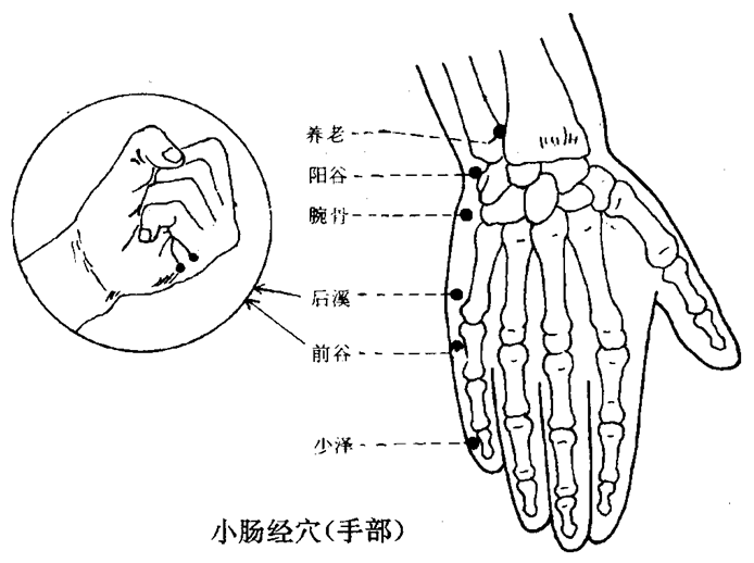 手太阳小肠经-腧穴定位-有图有真相