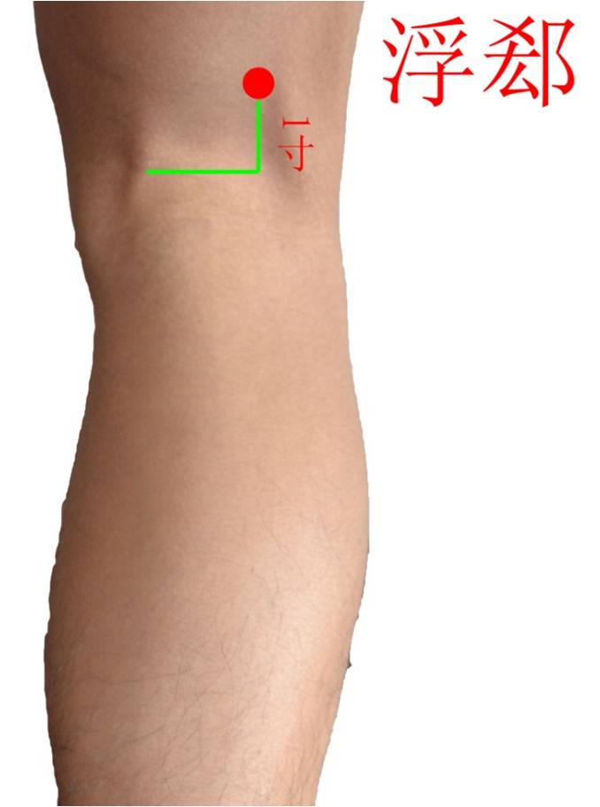 承扶 bl36 大腿后面,臀下横纹的中点 37.