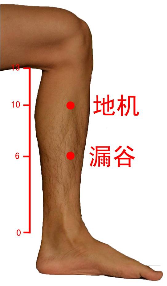 在小腿内侧,内踝 尖上6寸,胫骨内 侧缘后际. 8.地机 sp