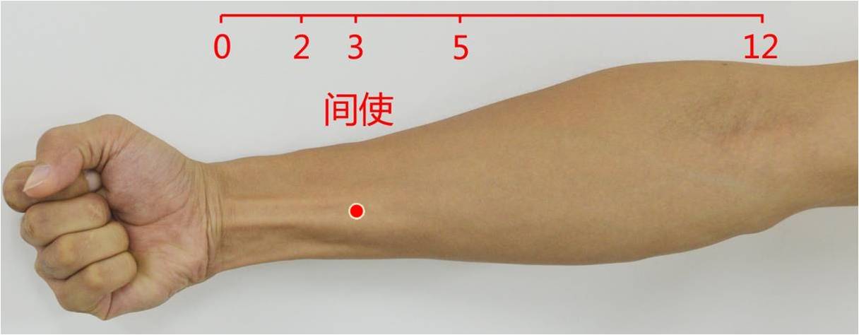 腕掌侧远端横纹上3寸, 掌长肌腱与桡侧腕屈肌腱之间 6,内关 pc