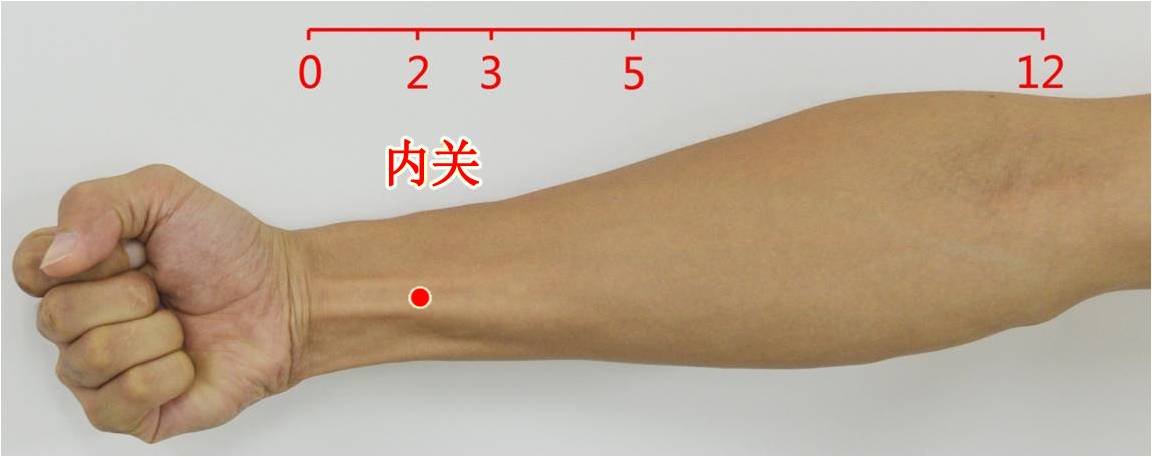 腕掌侧远端横纹上2寸, 掌长肌腱与桡侧腕屈肌腱之间 7,大陵  pc