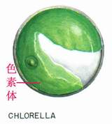 7 杯状色素体.jpg