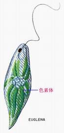 8 星状色素体.jpg